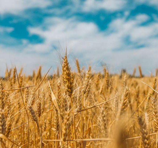 Guerra in Ucraina, impatto sui prezzi dei prodotti con grano e mais d’allevamento